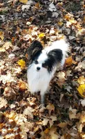 Captain, a male Papillon for sale in Verona, KY – Photo 3 of 3