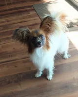 Captain, a male Papillon for sale in Verona, KY – Photo 2 of 3