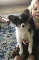 Captain, a male Papillon for sale in Verona, KY – Photo 1 of 3