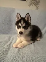 Kodi, a male Siberian Husky for sale in Nathalie, VA – Photo 2 of 5