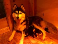 Kodi, a male Siberian Husky for sale in Nathalie, VA – Photo 4 of 5