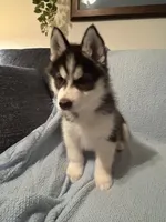 Kodi, a male Siberian Husky for sale in Nathalie, VA – Photo 1 of 5