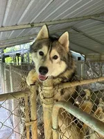 Kodi, a male Siberian Husky for sale in Nathalie, VA – Photo 5 of 5
