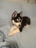 Kodi, a male Siberian Husky for sale in Nathalie, VA – Photo 3 of 5