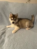 Willow, a female Siberian Husky for sale in Nathalie, VA – Photo 3 of 6