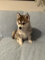 Willow, a female Siberian Husky for sale in Nathalie, VA – Photo 4 of 6