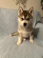 Willow, a female Siberian Husky for sale in Nathalie, VA – Photo 2 of 6