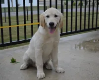 Lacy, a female English Cream Golden Retriever for sale in Edon, OH – 5 of 10
