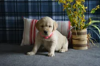 Lacy, a female English Cream Golden Retriever for sale in Edon, OH – 5 of 7