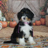 Rosie, a female Miniature Bernedoodle for sale in Edon, OH – 2 of 4