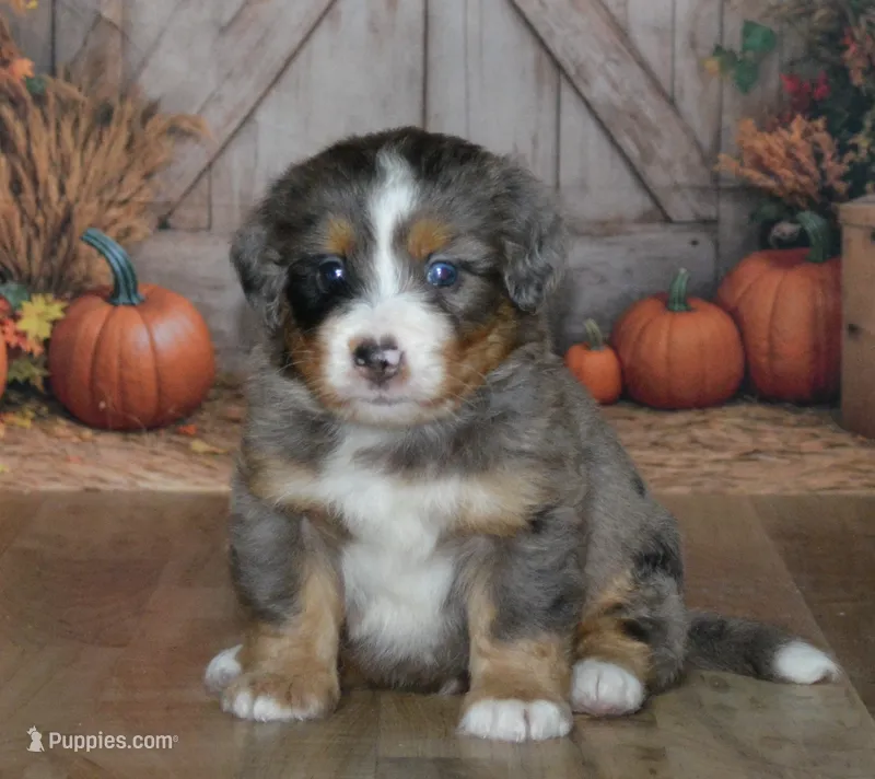 Harley – Miniature Bernedoodle puppy for sale in Edon, OH