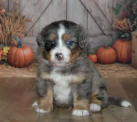 Harley, a male Miniature Bernedoodle for sale in Edon, OH – 3 of 10