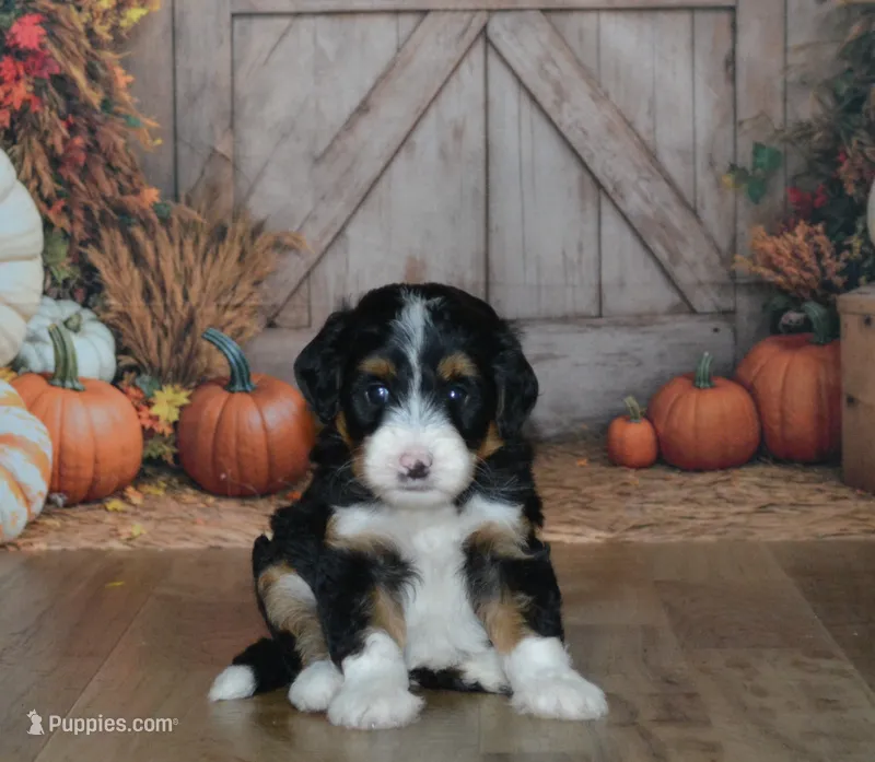 Heidi – Miniature Bernedoodle puppy for sale in Edon, OH