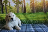 Carrie, a female English Cream Golden Retriever for sale in Edon, OH – 2 of 8