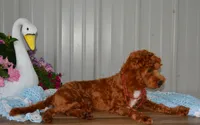 Davey, a male Cavapoo for sale in Edon, OH – 6 of 10