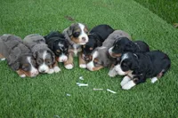Annie, a female Miniature Bernedoodle for sale in Edon, OH – 8 of 10
