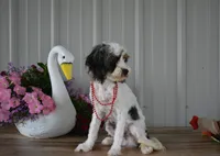 Danny, a male Cavapoo for sale in Edon, OH – 7 of 7