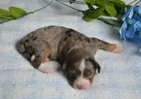 Teddy , a male Miniature Bernedoodle for sale in Edon, OH – 3 of 4