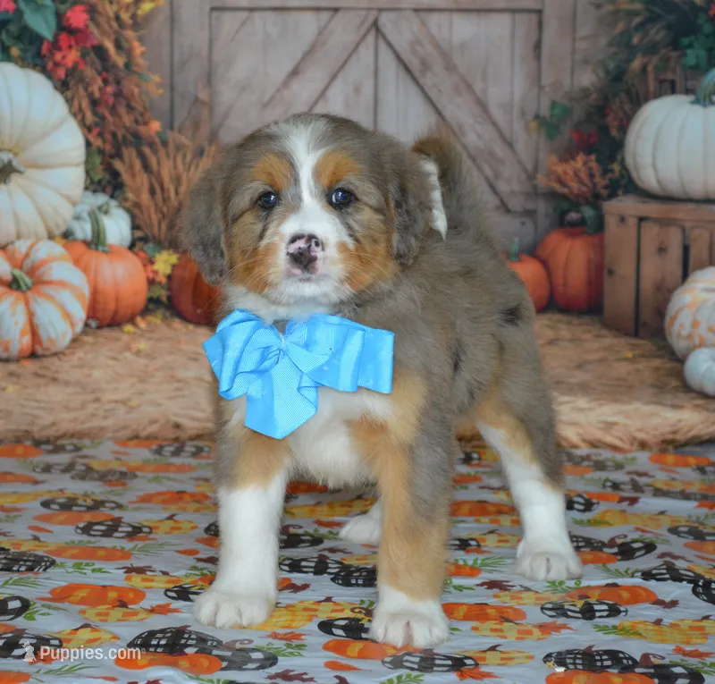 Apollo – Miniature Bernedoodle puppy for sale in Edon, OH