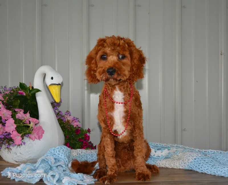 Davey – Cavapoo puppy for sale in Edon, OH