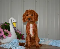 Davey, a male Cavapoo for sale in Edon, OH – 1 of 10