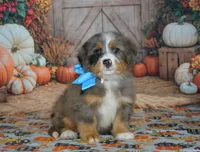 Harley, a male Miniature Bernedoodle for sale in Edon, OH – 2 of 10