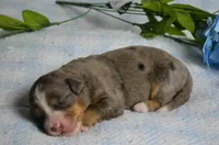 Harley, a male Miniature Bernedoodle for sale in Edon, OH – 1 of 4