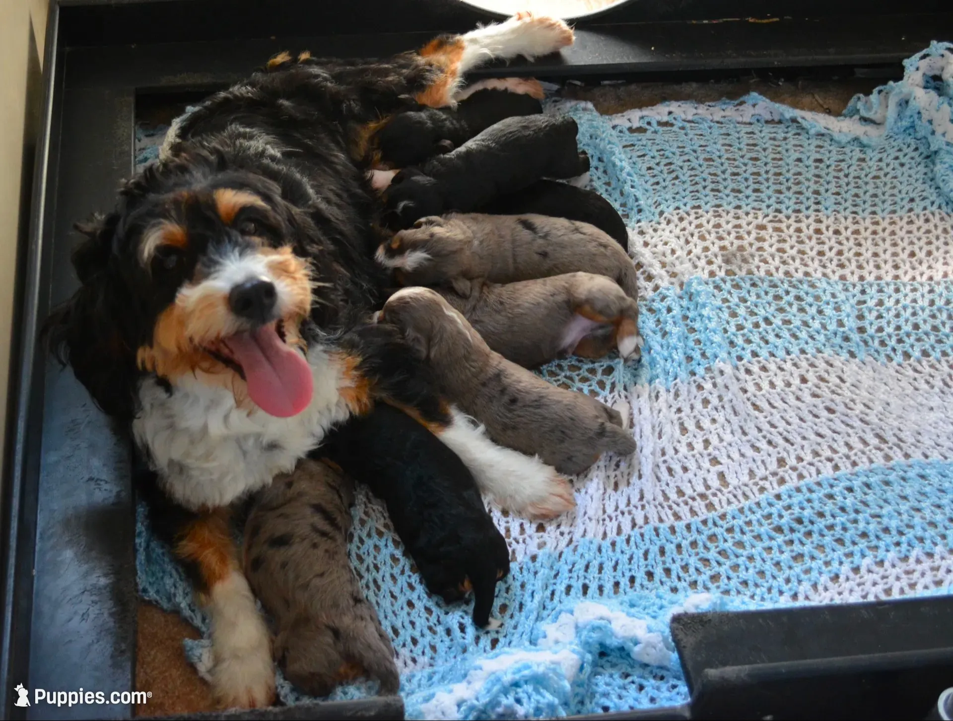 Teddy , a male Miniature Bernedoodle for sale in Edon, OH – 6 of 6