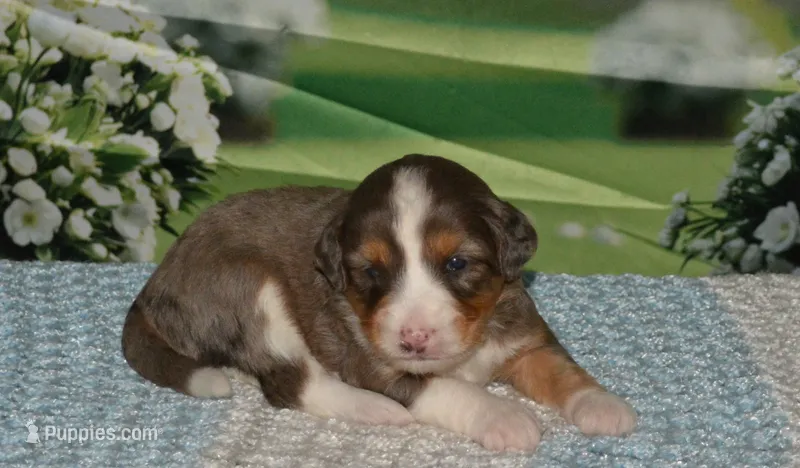 Apollo – Miniature Bernedoodle puppy for sale in Edon, OH