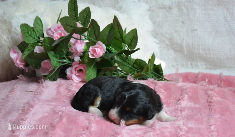 Rosie – Miniature Bernedoodle puppy for sale in Edon, OH