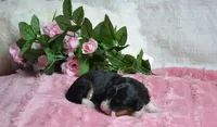 Rosie, a female Miniature Bernedoodle for sale in Edon, OH – 1 of 6