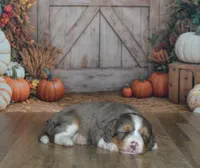 Apollo, a male Miniature Bernedoodle for sale in Edon, OH – 6 of 10