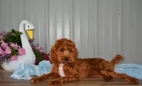 Davey, a male Cavapoo for sale in Edon, OH – 4 of 10