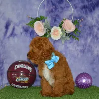 Davey, a male Cavapoo for sale in Edon, OH – 7 of 10