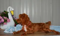 Davey, a male Cavapoo for sale in Edon, OH – 5 of 10