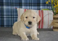 Daisy, a female English Cream Golden Retriever for sale in Edon, OH – 7 of 9