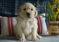 Sara, a female English Cream Golden Retriever for sale in Edon, OH – 2 of 6