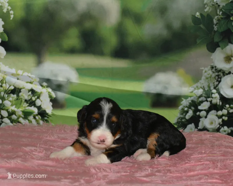 Heidi – Miniature Bernedoodle puppy for sale in Edon, OH
