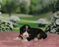 Heidi, a female Miniature Bernedoodle for sale in Edon, OH – 5 of 9
