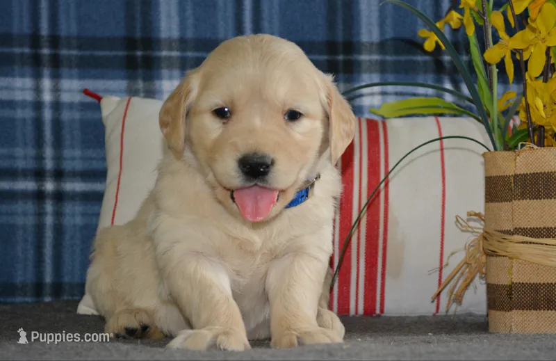 Daisy – English Cream Golden Retriever puppy for sale in Edon, OH