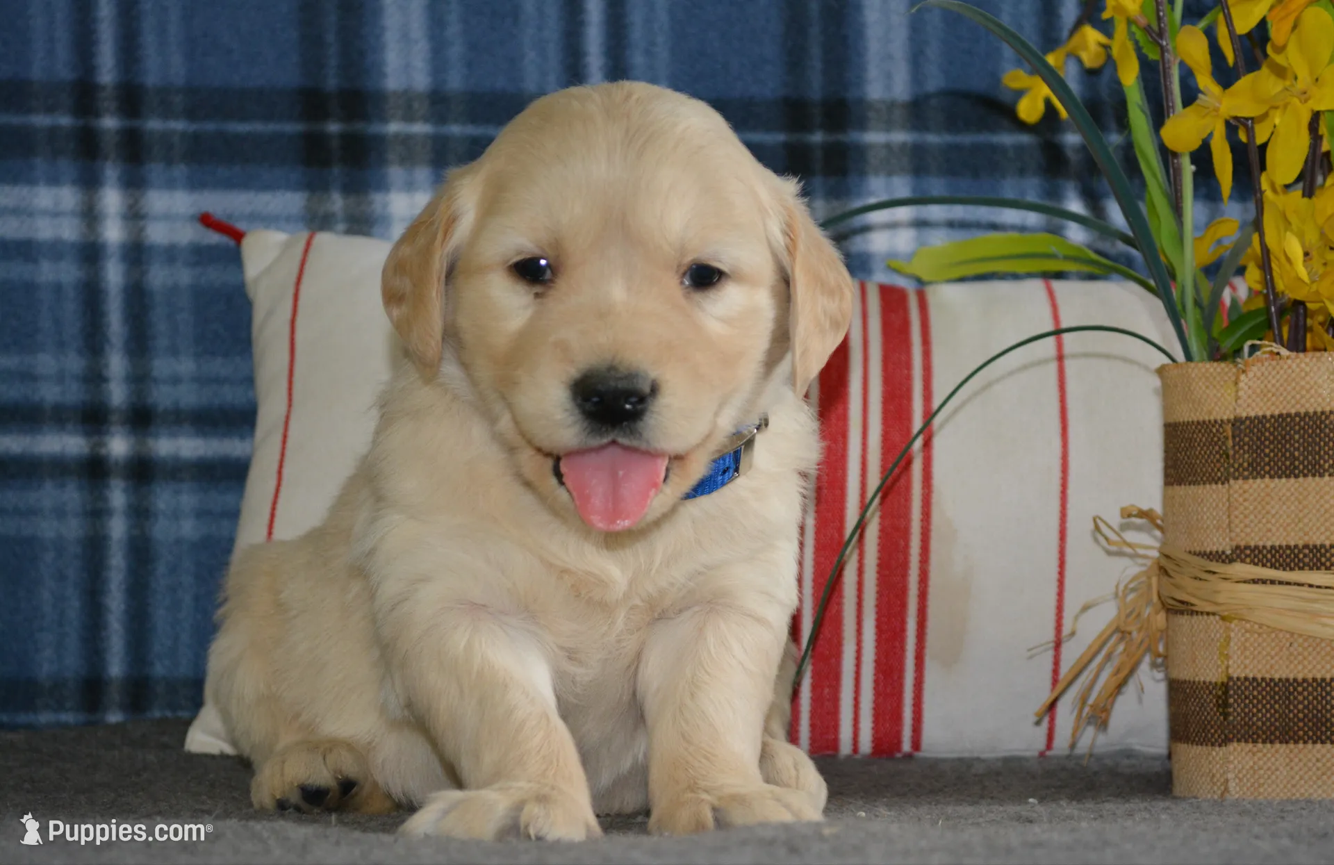 Daisy, a female English Cream Golden Retriever for sale in Edon, OH – 1 of 9