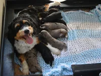 Harley, a male Miniature Bernedoodle for sale in Edon, OH – 10 of 10