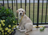 Daisy, a female English Cream Golden Retriever for sale in Edon, OH – 5 of 9