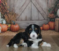 Heidi, a female Miniature Bernedoodle for sale in Edon, OH – 2 of 9
