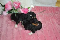 Annie, a female Miniature Bernedoodle for sale in Edon, OH – 4 of 4