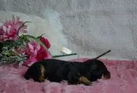 Annie, a female Miniature Bernedoodle for sale in Edon, OH – 3 of 4