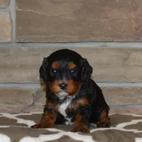 Dollie, a female Cavapoo for sale in Edon, OH – Photo 3 of 5