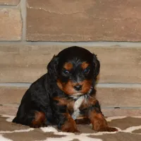 Dollie, a female Cavapoo for sale in Edon, OH – Photo 5 of 5