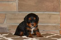 Dollie, a female Cavapoo for sale in Edon, OH – Photo 5 of 5