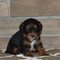 Dollie, a female Cavapoo for sale in Edon, OH – Photo 2 of 5